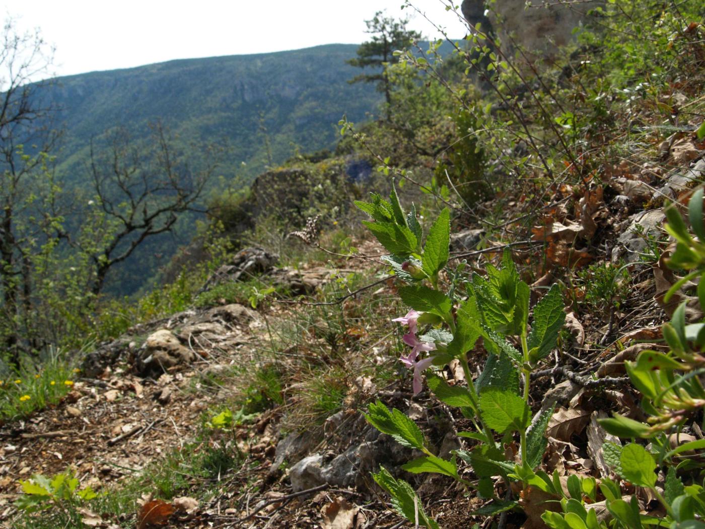 Bastard Balm plant